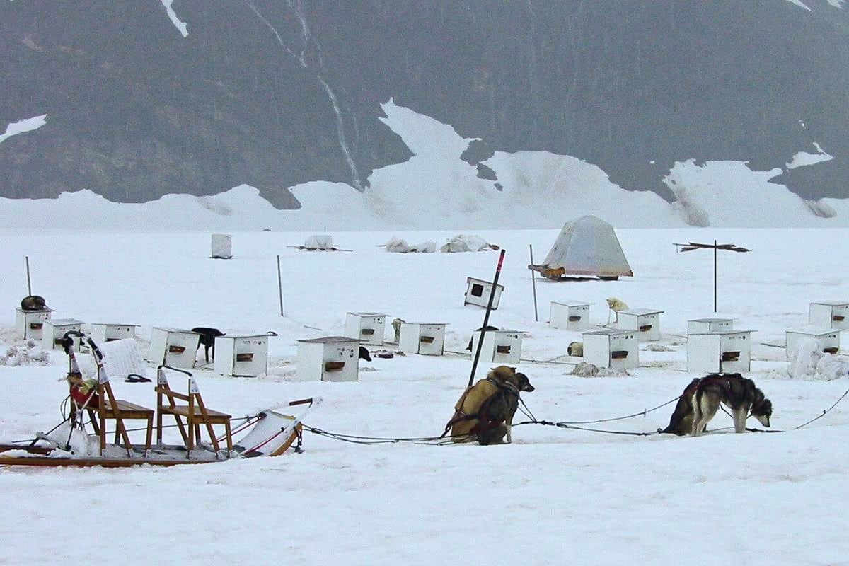 Dog sled camp on Herbert Glacier
