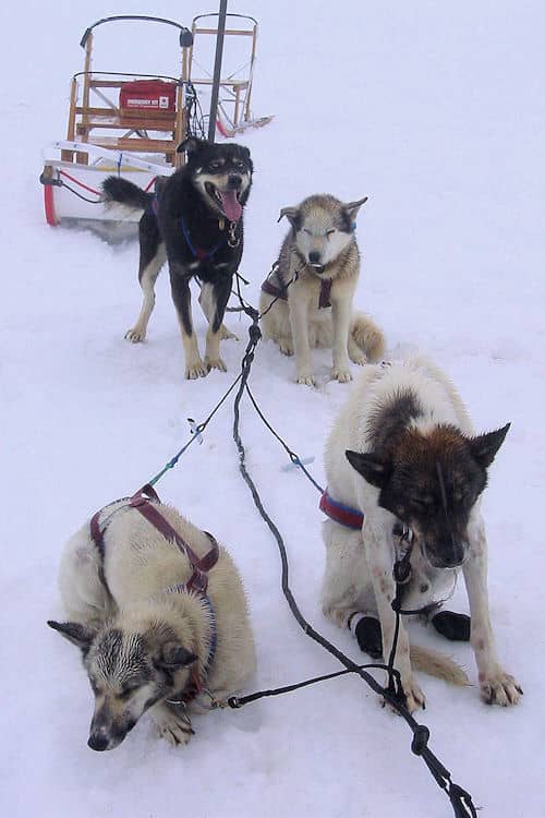 My dog sled team