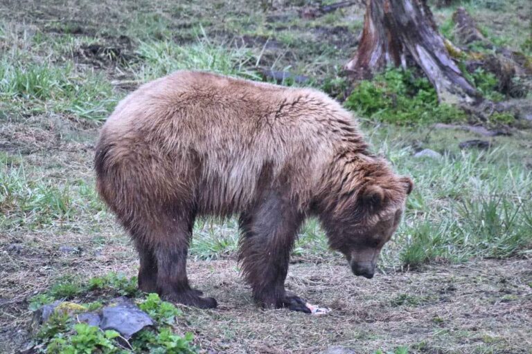 A brown bear eating salmon