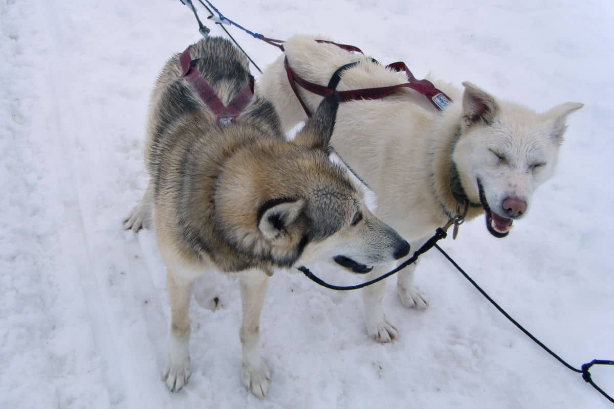 Two husky dogs from my team