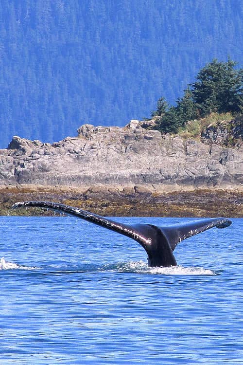 Whale watching in Juneau, Alaska