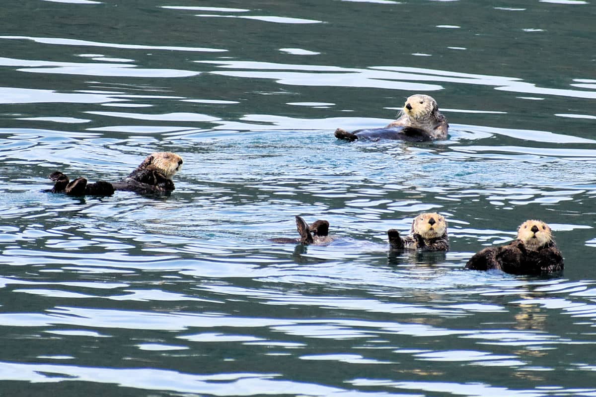 Sea otters in College Fjord