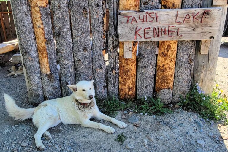 One of the dogs at Tagish Lake Kennel