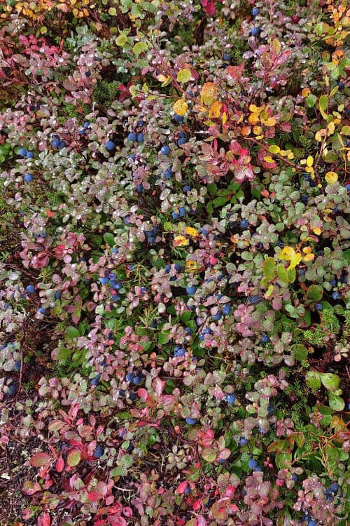 Wild blueberries in Talkeetna