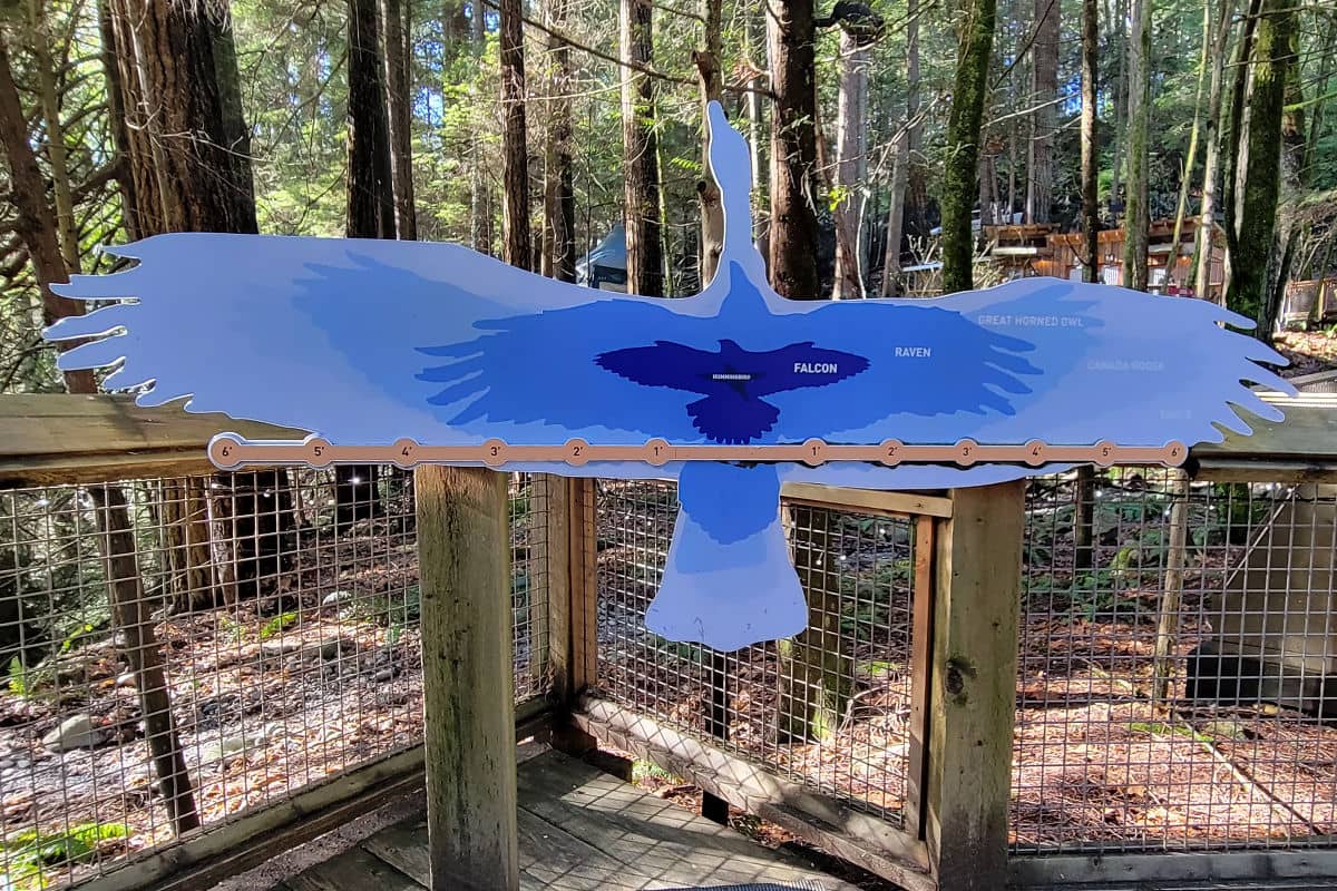 Capilano Suspension Bridge's measure your wing span