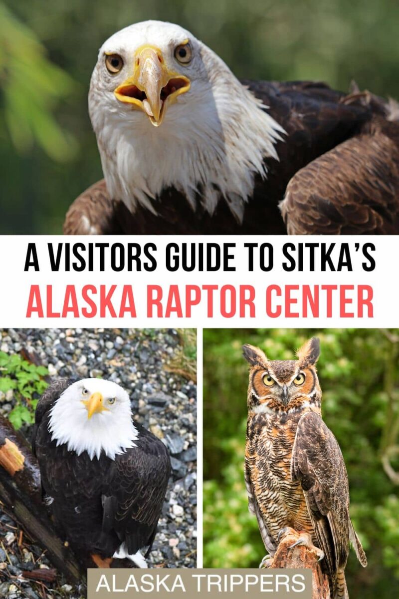 At the Alaska Raptor Center in Sitka, witness the beauty of raptors in rehabilitation. Join organized tours or travel there on your own. In the flight center, watch bald eagles learn to fly again and discover how you can help protect these amazing birds! Bald eagles and a Great Horned Owl, birds from the Alaska Raptor Center in Sitka, Alaska