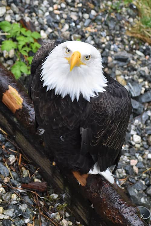 One of the bald eagle embassadors