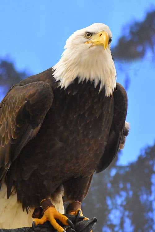 One of the Alaska Raptor Center's eagle embassadors
