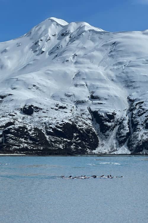 Sea Lions in Disenchantment Bay