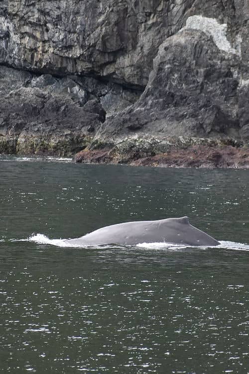 A humpback whale