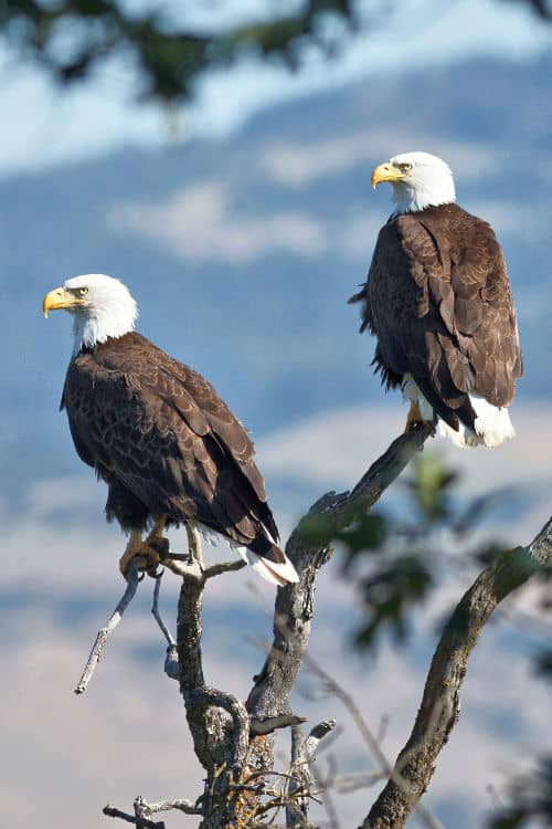Bald eagles