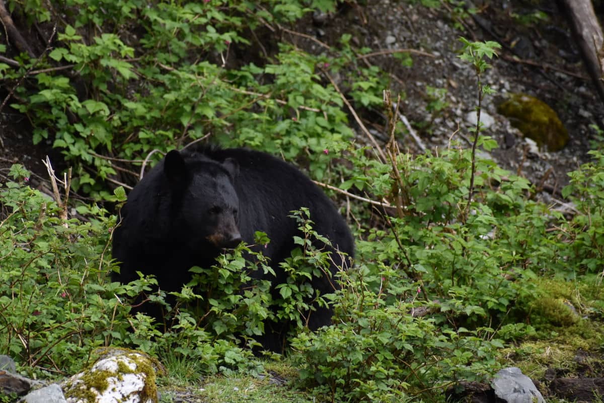 Black bear