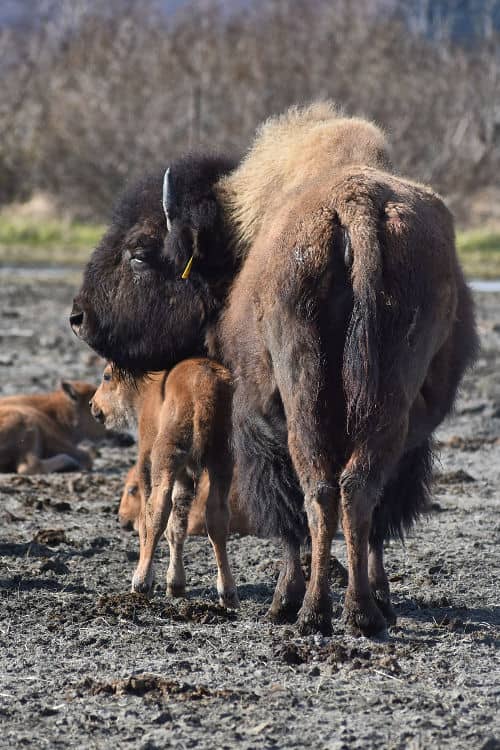 A bison calf and cow