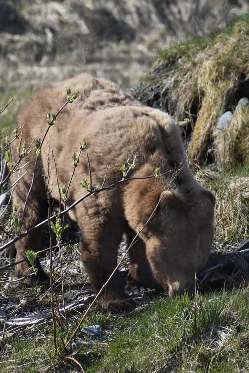 Chichagof Island brown bear