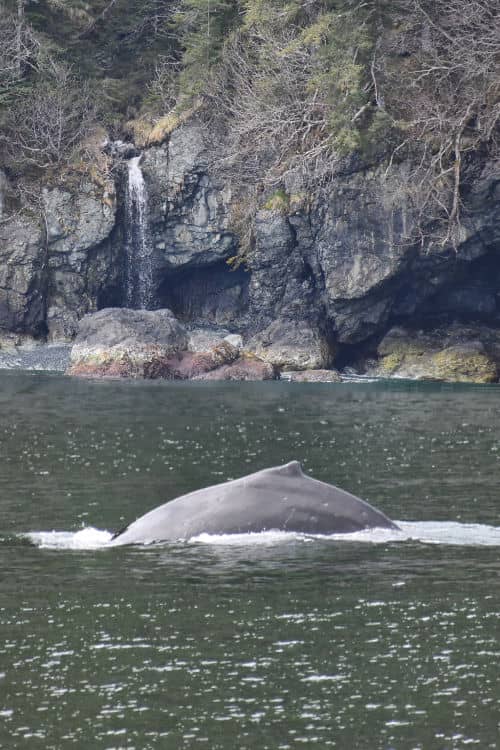 Humpback whale we spotted