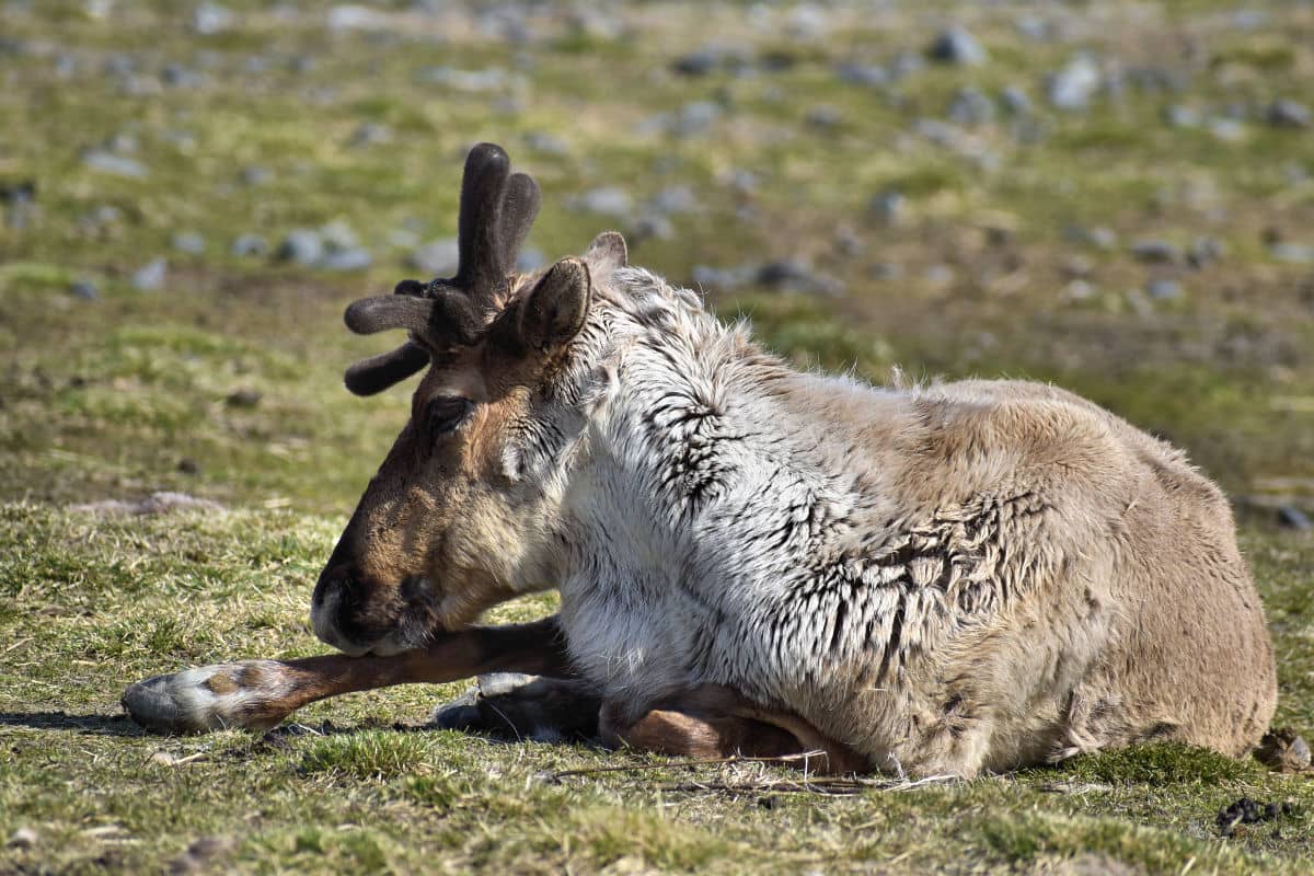 Close up of a reindeer