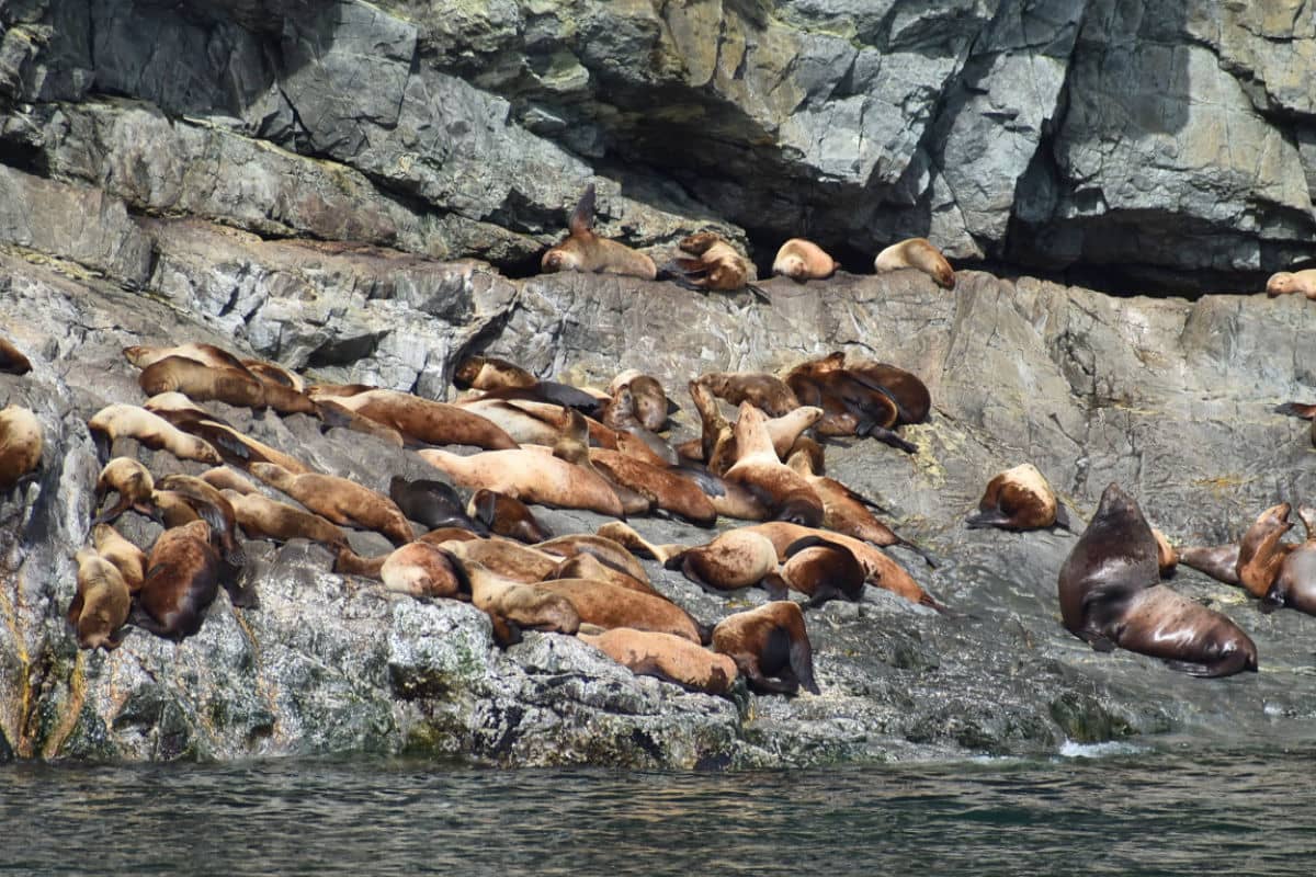 Steller sea lions in Columbia Bay