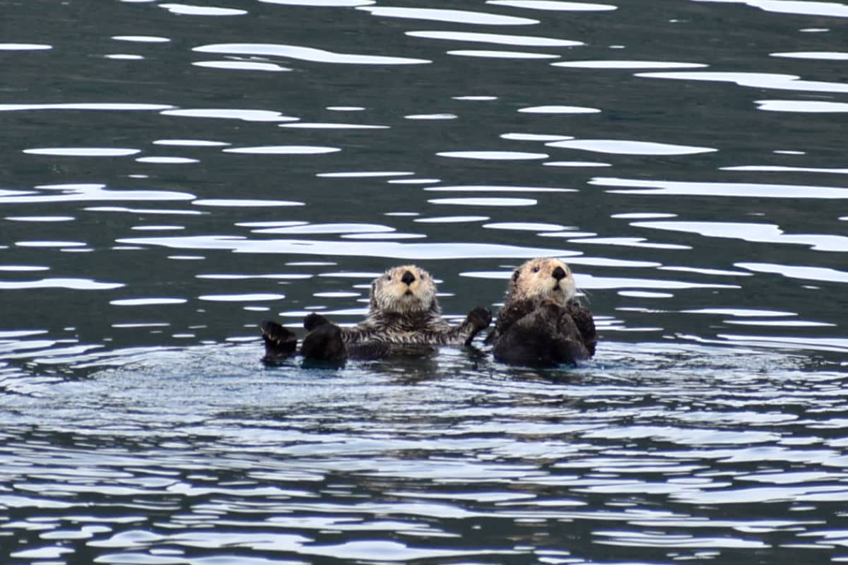 Sea otters at Kodiak Island