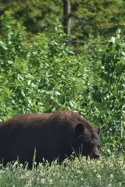 black bear on the Klondike Hwy