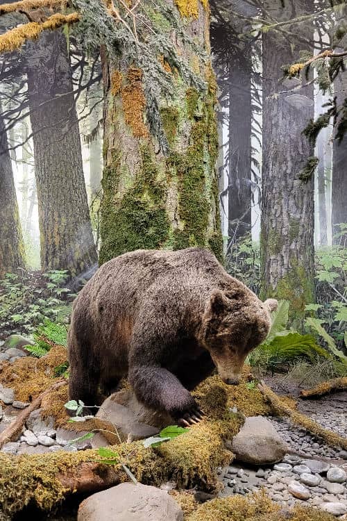 Bear exhibit in the Royal BC Museum
