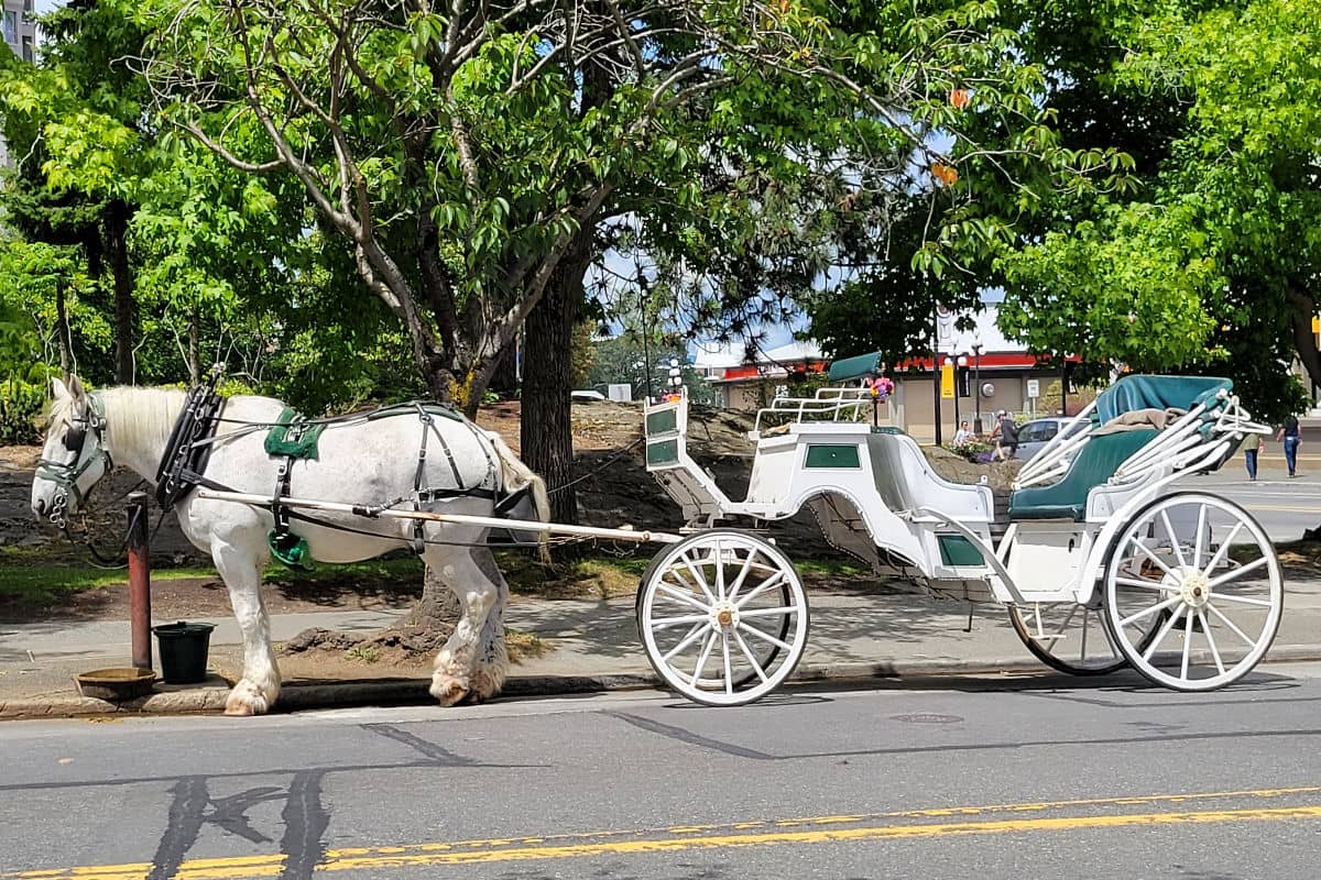 Horse carriage in Victoria, BC
