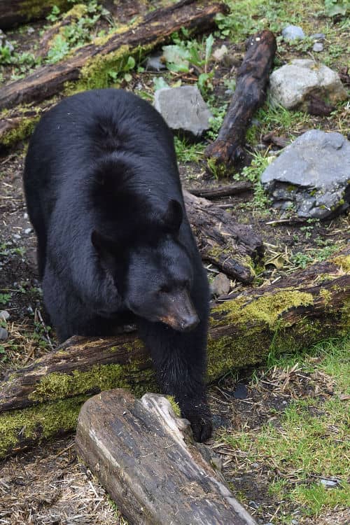 Black bear we spotted in Ketchikan