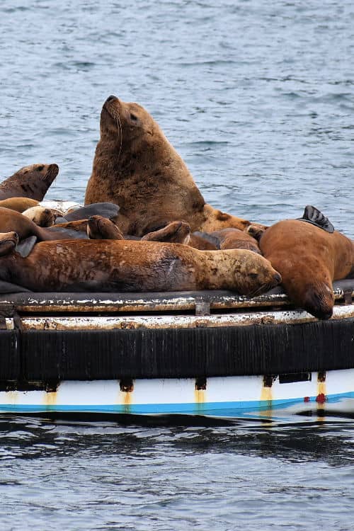 sea lions near Blackstone Bay