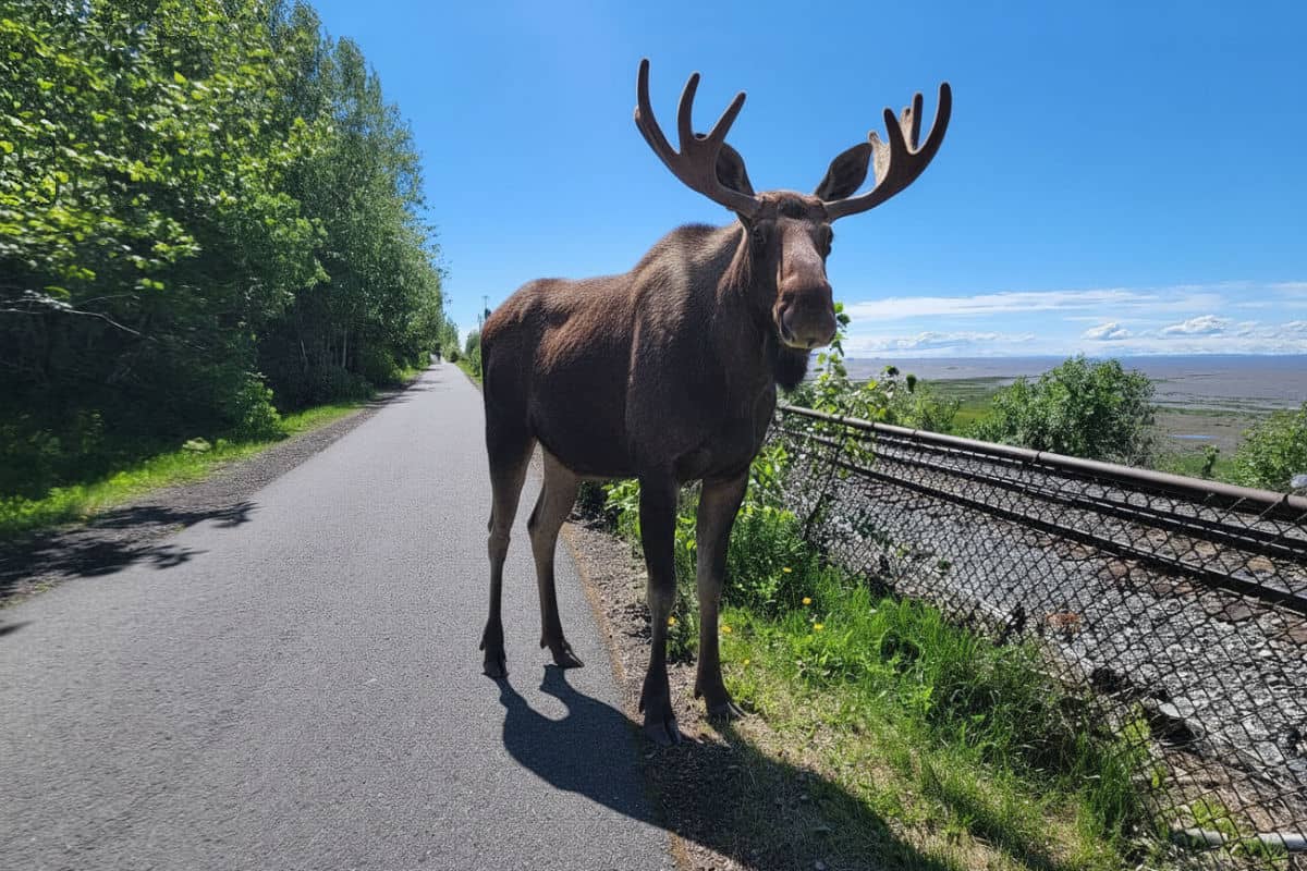 A moose on the Tony Knowles Trail