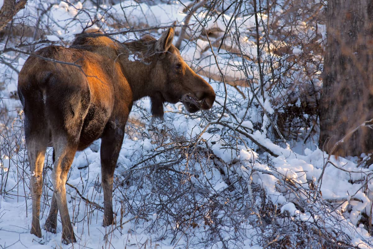 Moose in Anchorage in winter