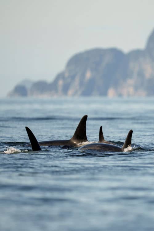 Orcas in Kenai Fjords National Park