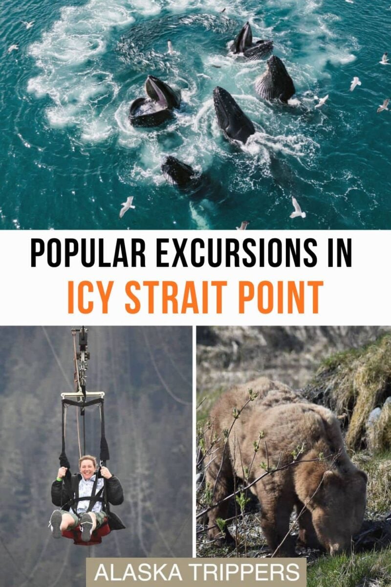 Drone shot of whales bubble feeding, someone on the ZipRider, and a brown bear seen on a wildlife excursion in Icy Strait Point