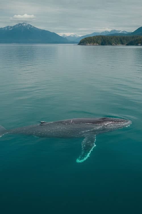 Whale watching on a drone excursion from Icy Strait Point