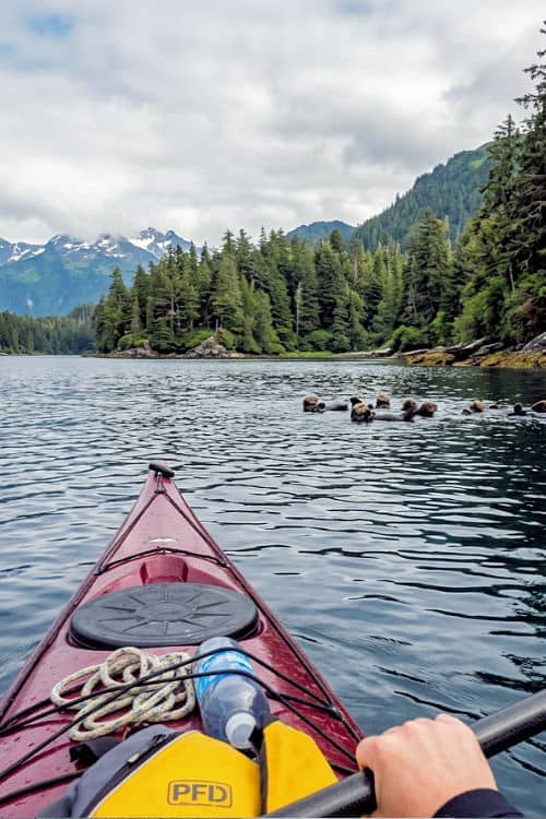 Paddling amongst sea otters in Sitka