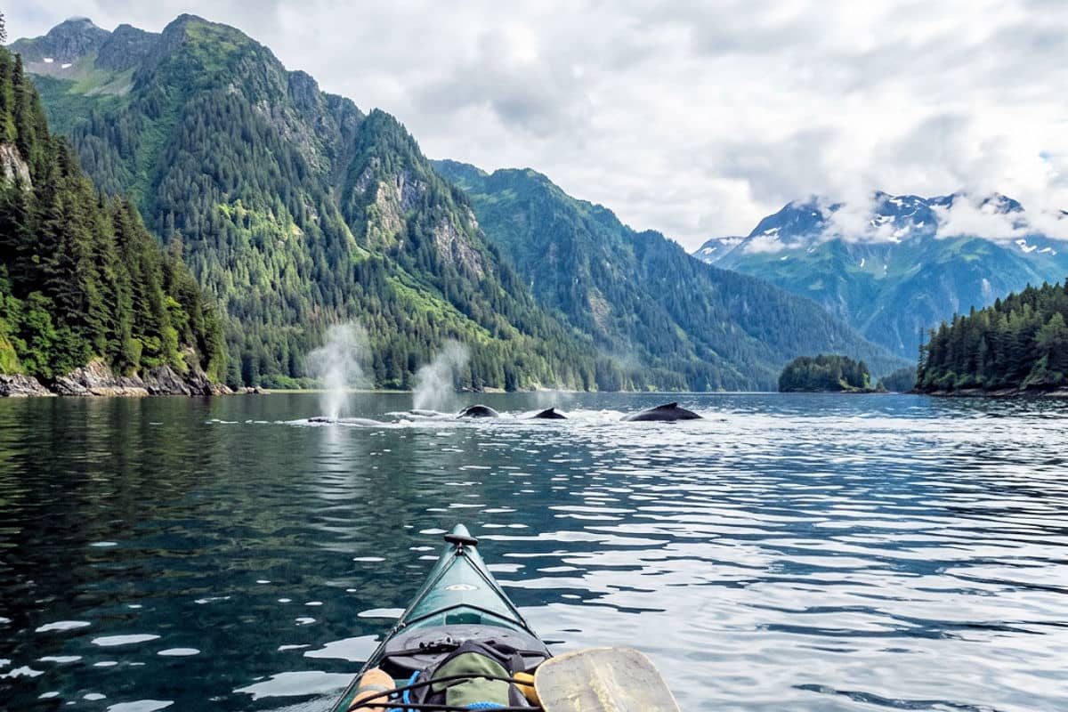Spotting humpback whales on a kayaking tour